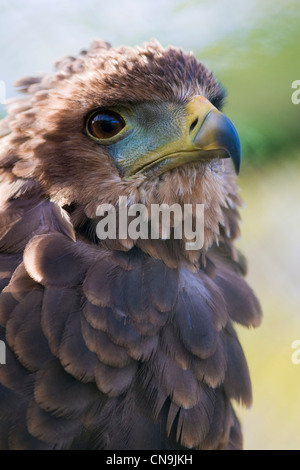 Bateleur Eagle - Terathopius ecaudatus Stock Photo