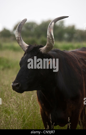 France, Bouches du Rhone, the Sambuc, jingoistic bull of the Herd of Painted Mas, Camargue Stock Photo