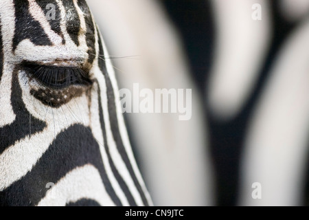 Chapman's Zebra - Equus quagga chapmani Stock Photo