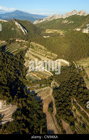 France, Vaucluse, near Gigondas, Côtes du Rhône vineyards, the background Laces of Montmirail and Mont Ventoux (aerial view) Stock Photo