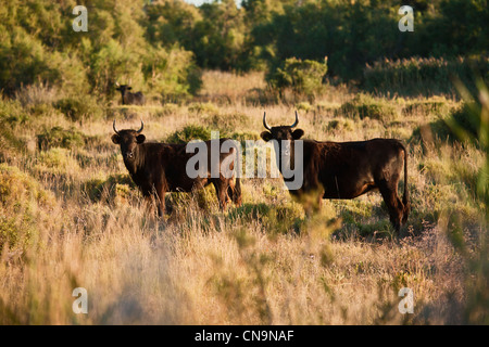 France, Bouches du Rhone, the Sambuc, Camargue bulls race Stock Photo