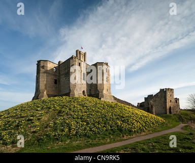 Warkworth Castle surrounded by daffodils. Stock Photo
