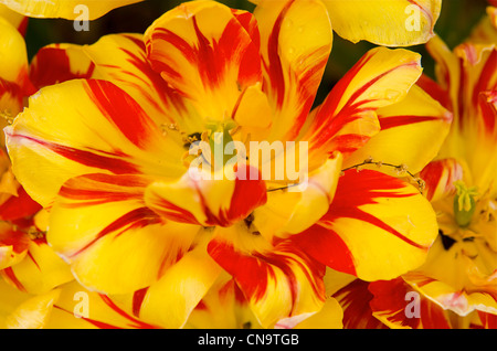 Closeup of yellow and red variegated tulip petals. Stock Photo
