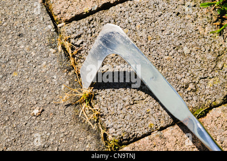 Using a patio knife to remove weeds from cracks in paving on a patio. Stock Photo