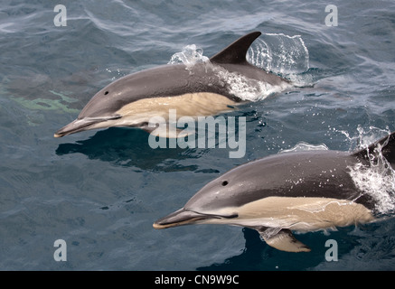 Portugal, Azores islands, near the Faial island, common dolphins (Delphinus delphis), jump in an arc Stock Photo