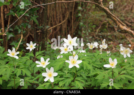 Close-up of Wood Anemones Anemone nemorosa wild flowers flowering in spring in a coppiced woodland. Anglesey North Wales, UK. Stock Photo