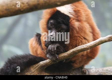 Red-ruffed lemur in the Madagascar exhibit at the Bronx Zoo Stock Photo
