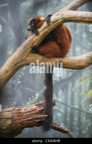 Red-ruffed lemur sits in a tree in the Madagascar exhibit at the Bronx Zoo Stock Photo