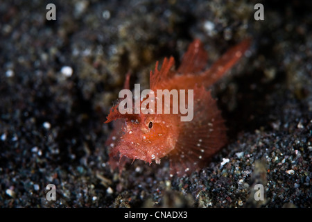 A juvenile Ambon scorpionfish, Pteroidichthys amboinensis, uses its color, texture, and shape to blend into the environment. Stock Photo