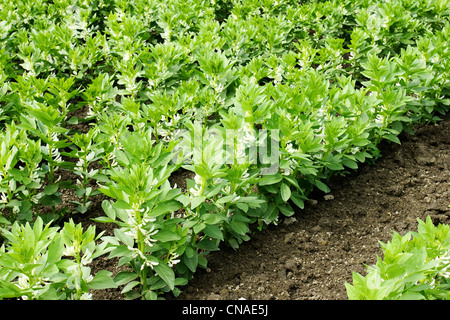 Beautiful green leaves of a growing cultivated field of broad or fava beans early summer. Stock Photo