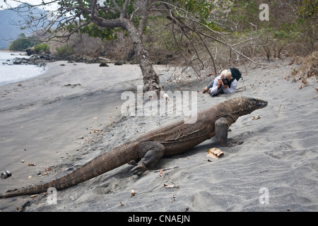 A photographer takes pictures of a Komodo dragon, Varanus komodensis, as it wanders the shoreline of Rinca Island. Indonesia.