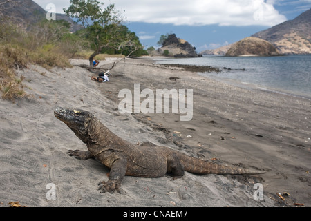 A Komodo dragon, Varanus komodoensis, lies on a beach with Cannibal Rock in the background.