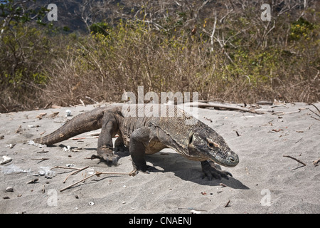A Komodo dragon, Varanus komodoensis, wanders along an empty beach where it hunts for prey.