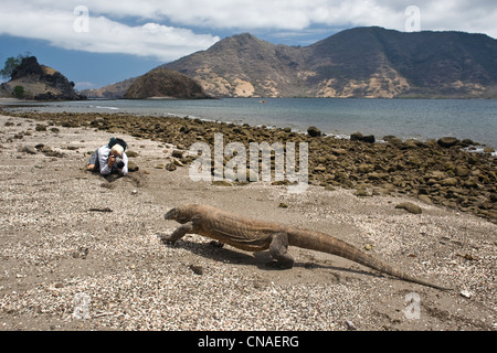 A Komodo dragon, Varanus komodoensis, approaches a photographer on the shore of Rinca Island near Cannibal Rock.