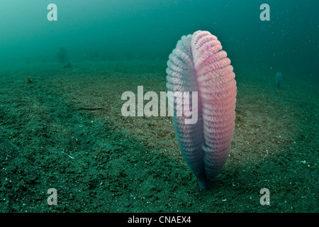 An unidentified species of sea pen, Order Pennatulacea, uses feather-like stalk and branches to catch plankton. Stock Photo