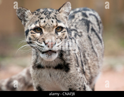 Female clouded leopard looking towards camera Stock Photo