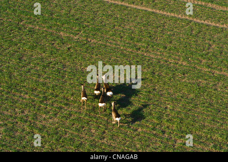 France, Eure, Pont Audemer, deers in a field (aerial view) Stock Photo