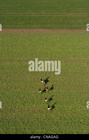 France, Eure, Pont Audemer, deers in a field (aerial view) Stock Photo