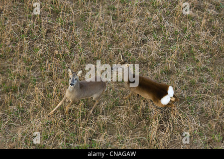 France, Eure, Etrepagny, deers in a field (aerial view) Stock Photo