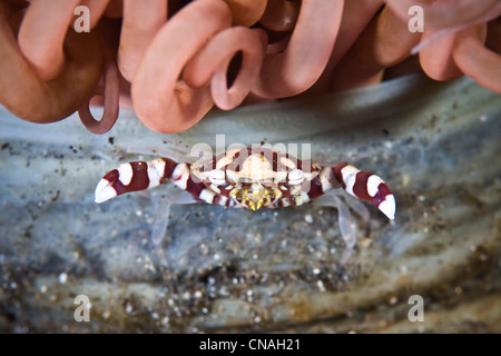 A Harlequin swimming crab, Lissocarcinus laevis, has distinctive red and white markings on its carapace and claws. Stock Photo