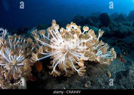 Backlit coral polyps, Xenia sp., grasp at zooplankton on a gentle reef slope in the Lesser Sunda Islands. Komodo, Indonesia. Stock Photo
