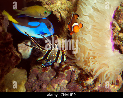 A Saltwater Aquarium Regal Tang (Dory), Clownfish And Banggai Cardinalfish With Magnifica Anemone Stock Photo