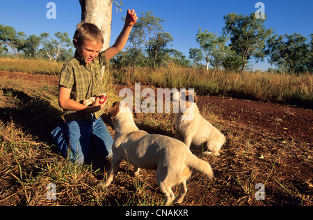 Australia, Western Australia, Kimberley Region, Mornington Wildlife Sanctuary, David Cook and his dogs Stock Photo