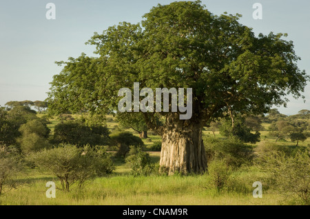 Baobab tree Stock Photo