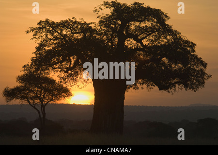 Sunrise with baobab tree Stock Photo