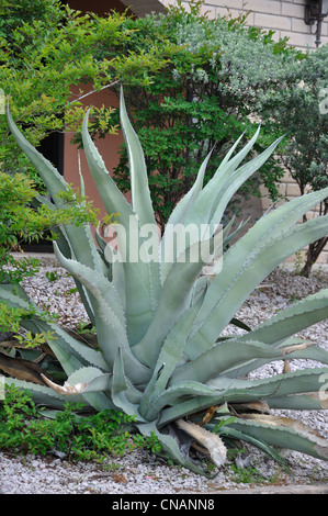 Aloe vera cactus, Texas, USA Stock Photo