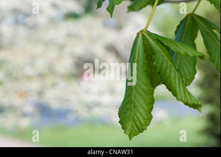 Aesculus x carnea plantierensis. Pink Buckeye. Plantierensis horse chestnut tree new leaf in spring Stock Photo