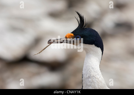 Imperial Shag, formerly Blue-eyed or King Cormorant, (Phalacrocorax atriceps), New Island, Falkland Islands Stock Photo