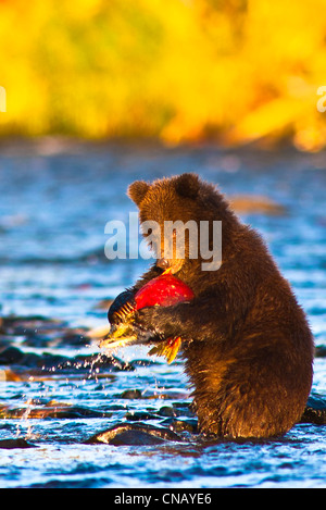 Young Brown bear cub standing on hind legs catches its first salmon in Russian River, Kenai Peninsula, Alaska, Autumn Stock Photo