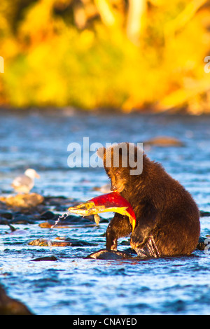Young Brown bear cub standing on hind legs catches its first salmon in Russian River, Kenai Peninsula, Alaska, Autumn
