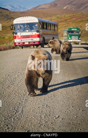 A sow grizzly with cubs walk along the park road with shuttle buses stopped in the background, Denali National Park, Alaska