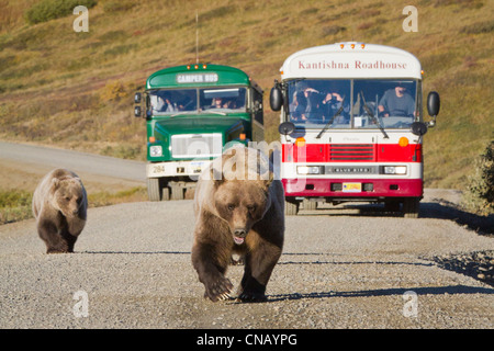 A sow grizzly with cubs walk along the park road with shuttle buses stopped in the background, Denali National Park, Alaska