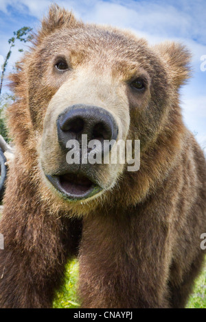 CAPTIVE: Close up wide angle of a young Kodiak Brown bear, Alaska Wildlife Conservation Center, Southcentral Alaska, Summer Stock Photo