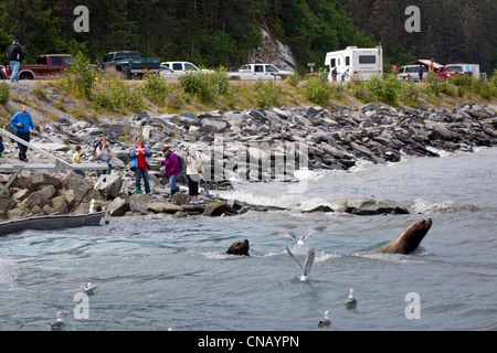 Sea Lions fish for salmon at Allison Point as visitors watch from the shoreline, Valdez, Southcentral Alaska, Summer Stock Photo