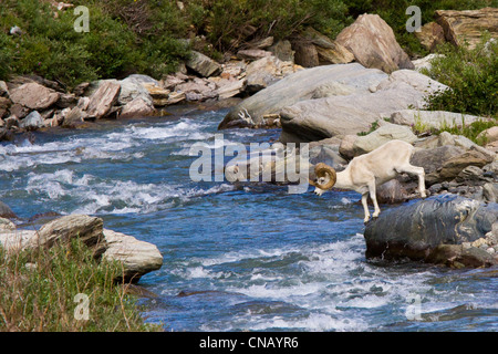 Sequence of a full curl Dall Sheep ram jumping across Savage River, Denali National Park, Interior Alaska, Summer Stock Photo