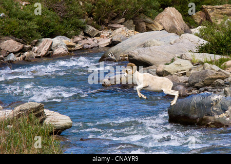 Sequence of a full curl Dall Sheep ram jumping across Savage River, Denali National Park, Interior Alaska, Summer Stock Photo