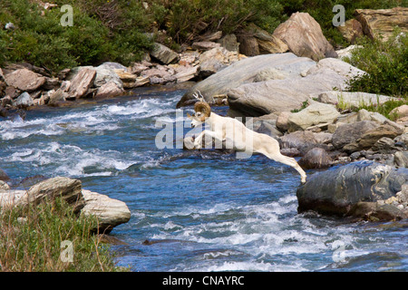 Sequence of a full curl Dall Sheep ram jumping across Savage River, Denali National Park, Interior Alaska, Summer Stock Photo