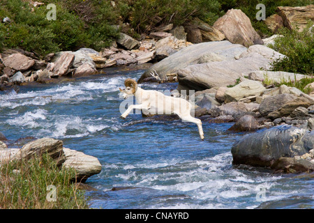 Sequence of a full curl Dall Sheep ram jumping across Savage River, Denali National Park, Interior Alaska, Summer Stock Photo