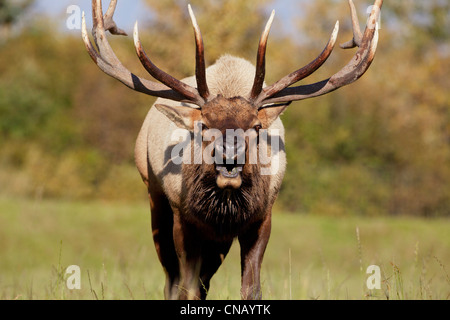 CAPTIVE: Close up of a Rocky Mountain bull elk bugling during Autumn rut, Alaska Wildlife Conservation Center, Alaska Stock Photo