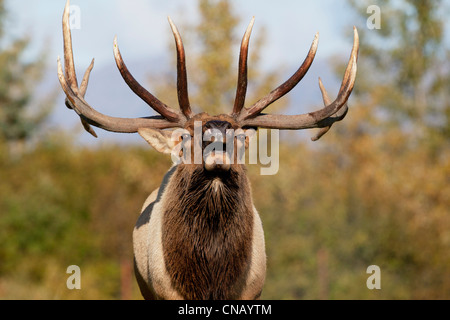 CAPTIVE: Close up of a Rocky Mountain bull elk bugling during Autumn rut, Alaska Wildlife Conservation Center, Alaska Stock Photo