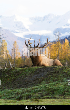 CAPTIVE: Roosevelt bull elk laying on a grassy hill and bugling during Autumn rut, Alaska Wildlife Conservation Center, Alaska Stock Photo