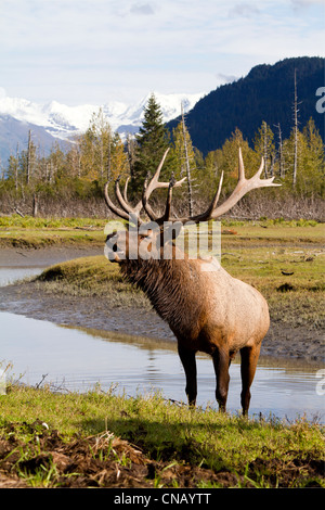 CAPTIVE: Roosevelt elk stands next to a small pond and bugles, Alaska Wildlife Conservation Center, Alaska. Digitally altered. Stock Photo