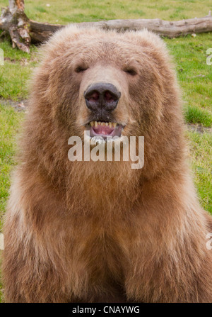 CAPTIVE: Close up of a young female Kodiak Brown bear showing teeth, Alaska Wildlife Conservation Center, Alaska Stock Photo