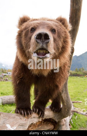 CAPTIVE: Close up of a young male Kodiak Brown bear showing bottom teeth, Alaska Wildlife Conservation Center, Alaska Stock Photo
