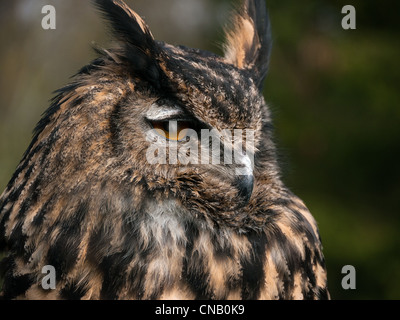 Close up European Eagle Owl with orange eyes, Bucks, UK Stock Photo