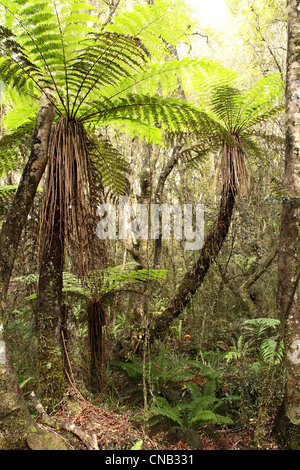 Tree Ferns, Cyathea smithii at Lake Brunner New Zealand Stock Photo